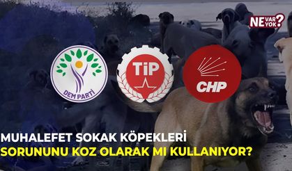 Muhalefet, Sokak Köpekleri Sorununu Koz Olarak mı Kullanıyor?